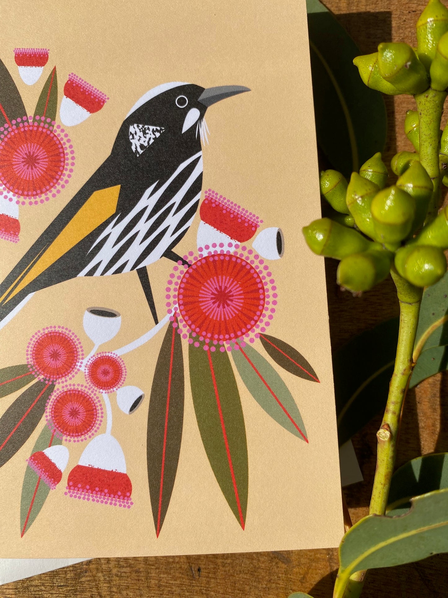 New Holland Honeyeater