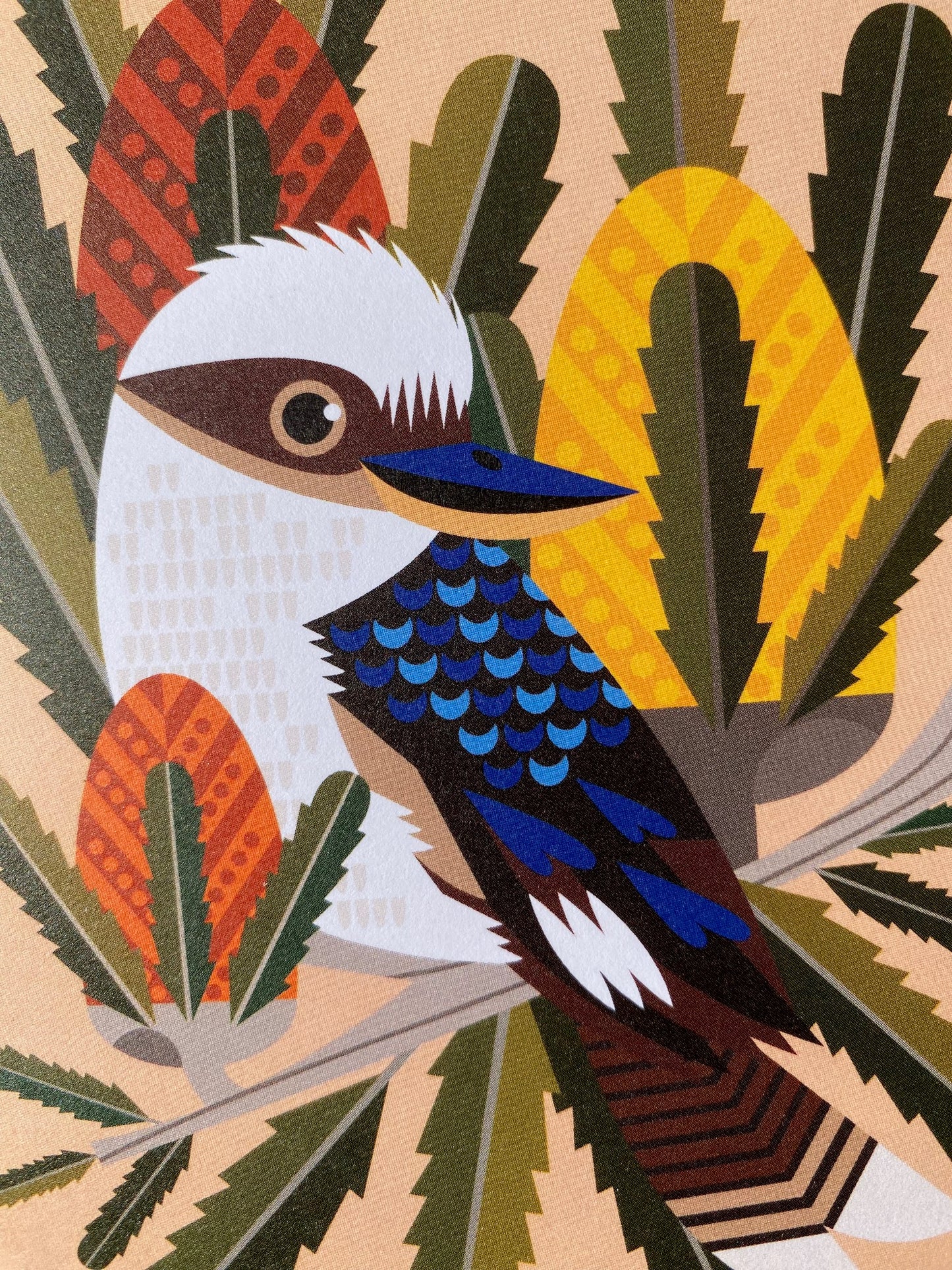 Kookaburra